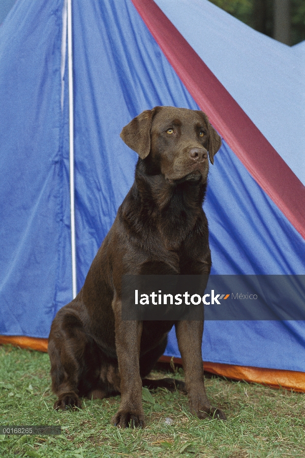 Chocolate Labrador Retriever (Canis familiaris) retrato adultos sentados fuera de una tienda