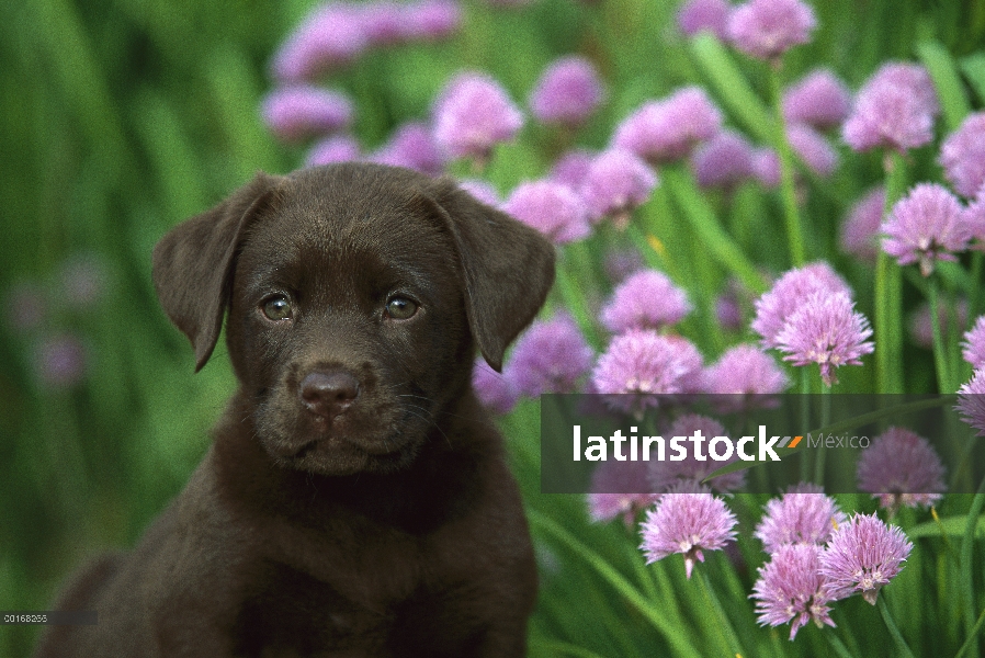 Chocolate Labrador Retriever (Canis familiaris) retrato de un perro sentado al lado de cebolletas fl