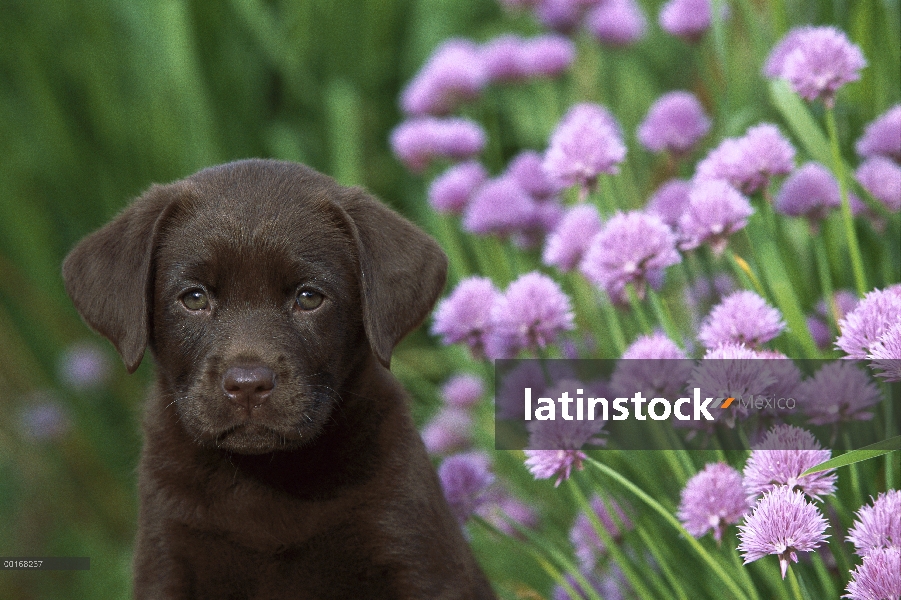 Chocolate Labrador Retriever (Canis familiaris) retrato de un perro sentado al lado de cebolletas fl