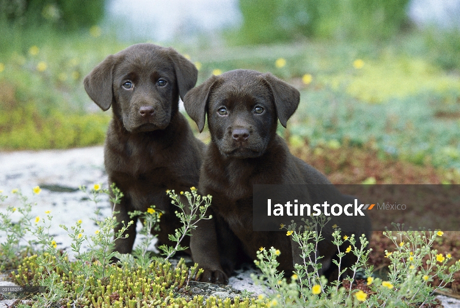 Retrato de perro perdiguero de Labrador (Canis familiaris) chocolate de dos cachorros sentados junto