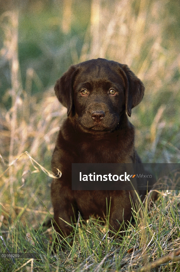 Chocolate Labrador Retriever (Canis familiaris) retrato de un perrito sentado en un prado