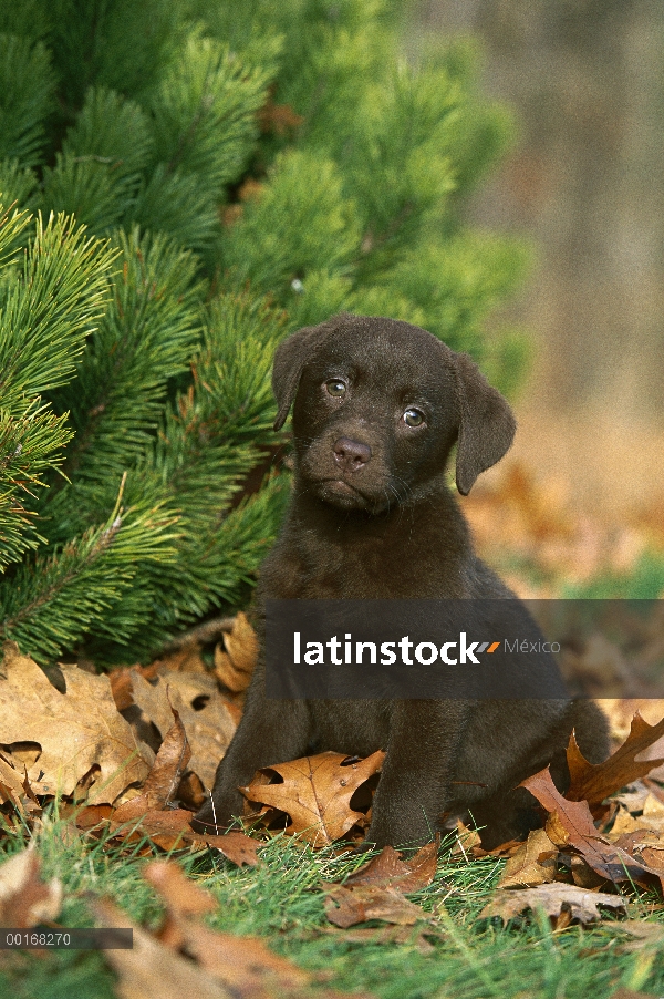 Chocolate Labrador Retriever (Canis familiaris) retrato de un perrito sentado cerca de pino entre ho