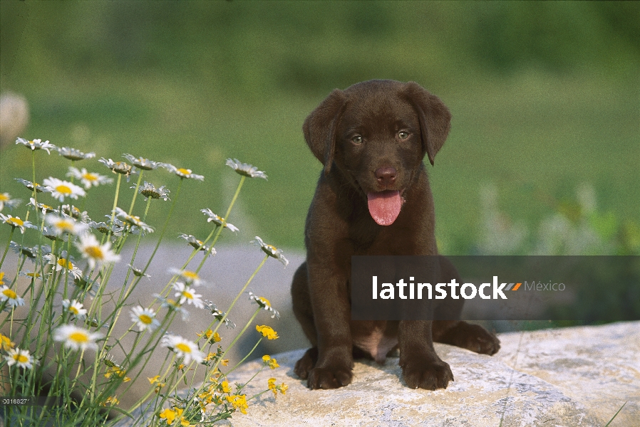 Chocolate Labrador Retriever (Canis familiaris) retrato de un perrito sentado cerca de margaritas en