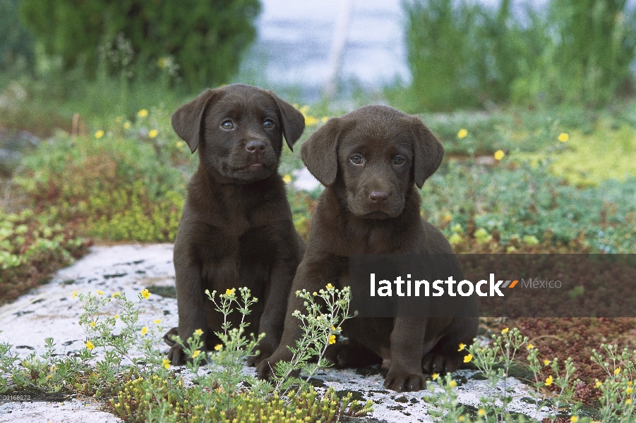 Retrato de perro perdiguero de Labrador (Canis familiaris) chocolate de dos cachorros sentados junto