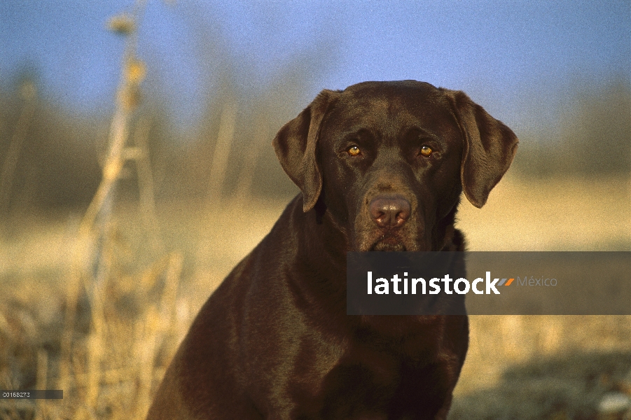 Chocolate retrato adulto de perro perdiguero de Labrador (Canis familiaris)