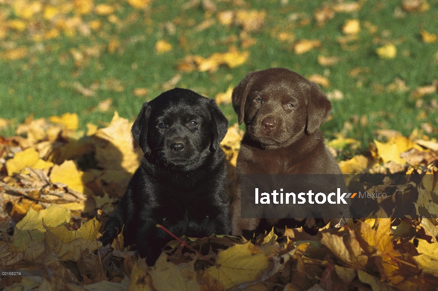 Negro y Chocolate Labrador Retrievers (Canis familiaris) sentados juntos entre hojas caídas del otoñ