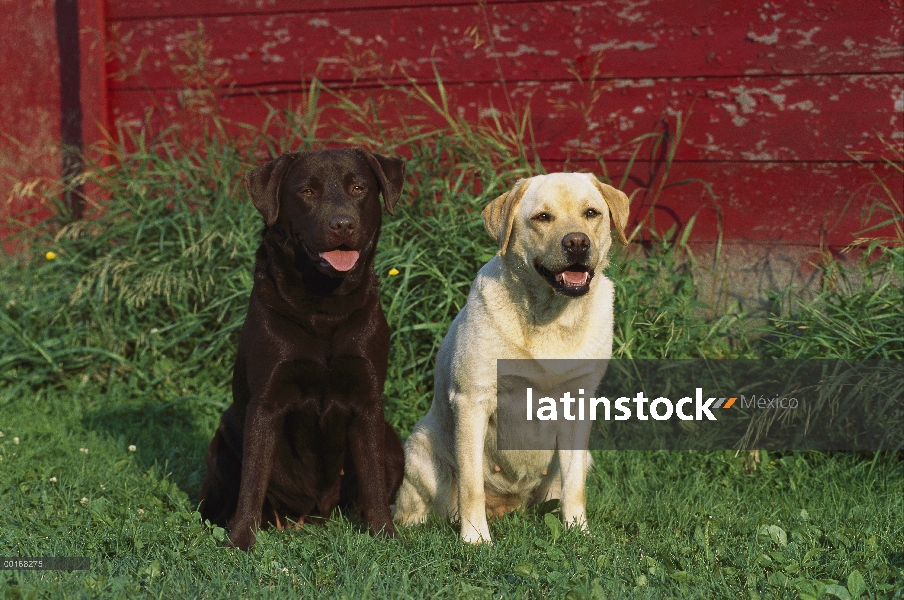 Perro perdiguero de Labrador (Canis familiaris) un Chocolate y un amarillo Labrador Retriever sentad