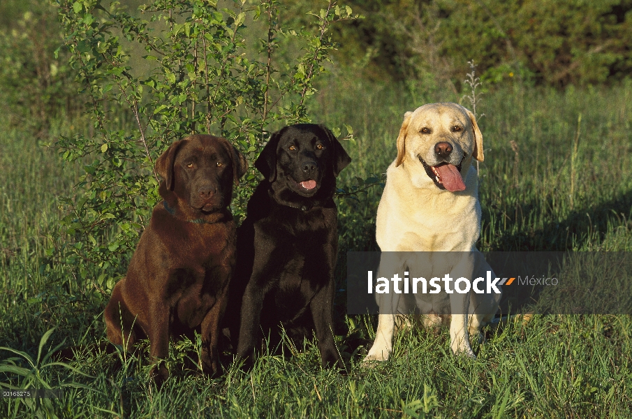 Perro perdiguero de Labrador (Canis familiaris) tres adultos, un negro, Chocolate y amarillo Labrado