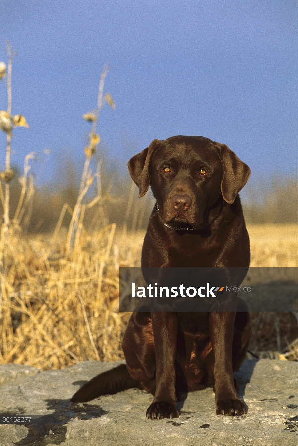 Chocolate retrato adulto de perro perdiguero de Labrador (Canis familiaris)