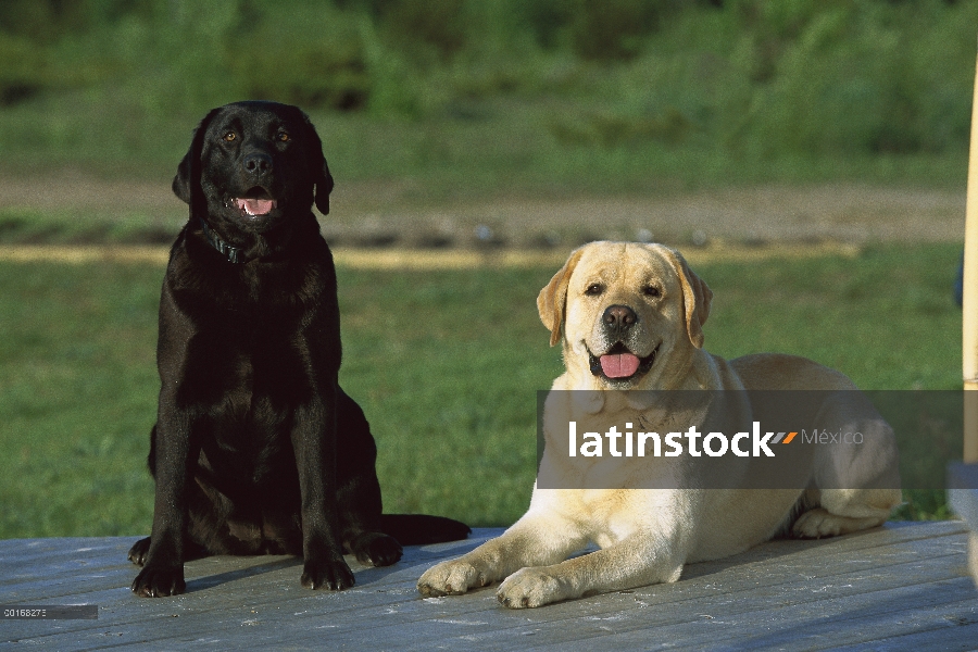 Perro perdiguero de Labrador (Canis familiaris) un negro y un amarillo Labrador Retriever sentados j