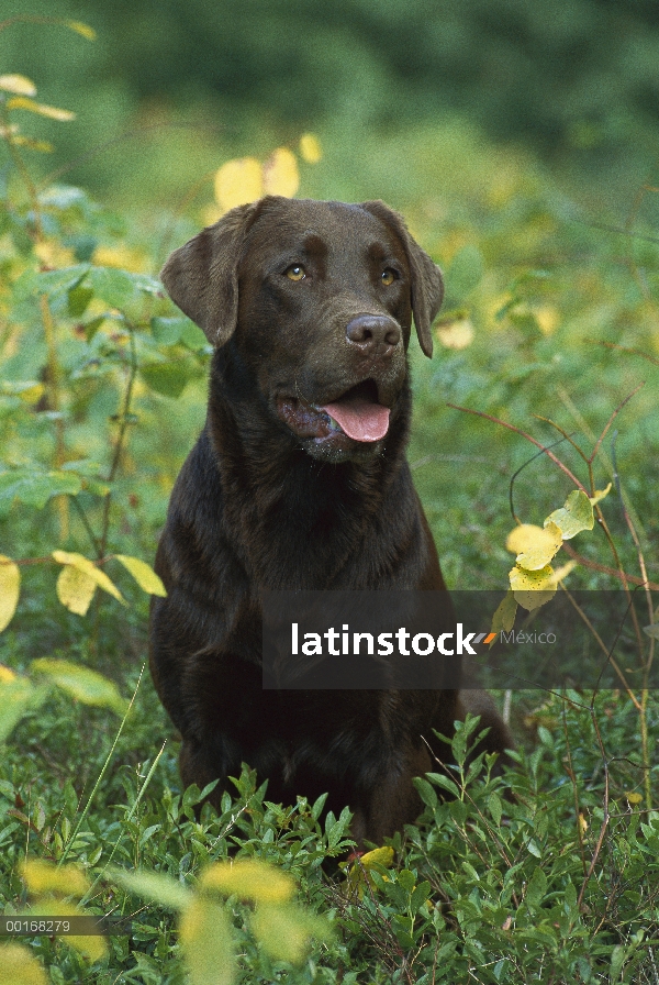 Chocolate retrato adulto de perro perdiguero de Labrador (Canis familiaris)