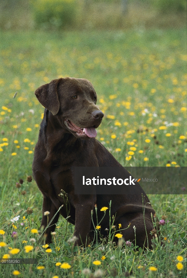 Chocolate Labrador Retriever (Canis familiaris) retrato adultos sentados en el Prado