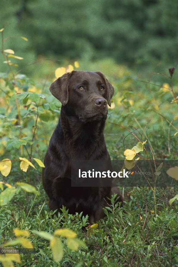 Chocolate retrato adulto de perro perdiguero de Labrador (Canis familiaris)