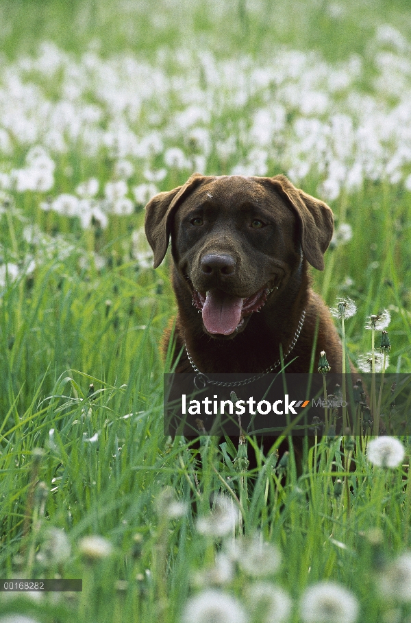 Chocolate Labrador Retriever (Canis familiaris) retrato adulto en un campo de diente de León