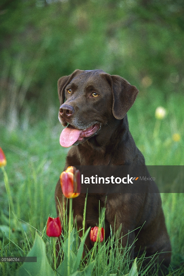 Chocolate Labrador Retriever (Canis familiaris) retrato de adultos en medio de tulipanes