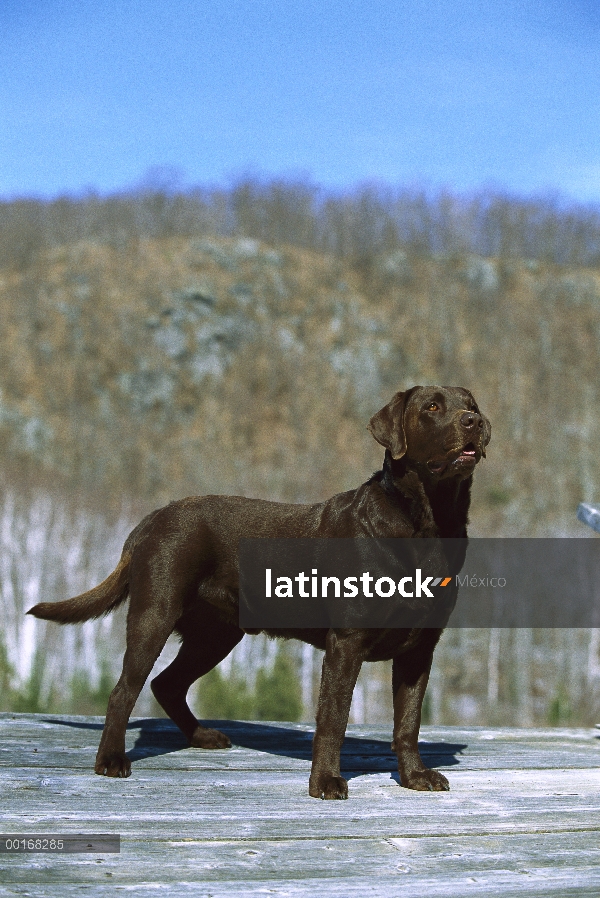 Muelle de chocolate Labrador Retriever (Canis familiaris) retrato del adulto está parado en