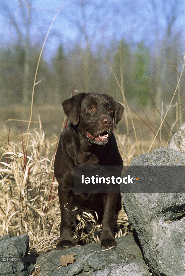 Chocolate retrato adulto de perro perdiguero de Labrador (Canis familiaris)