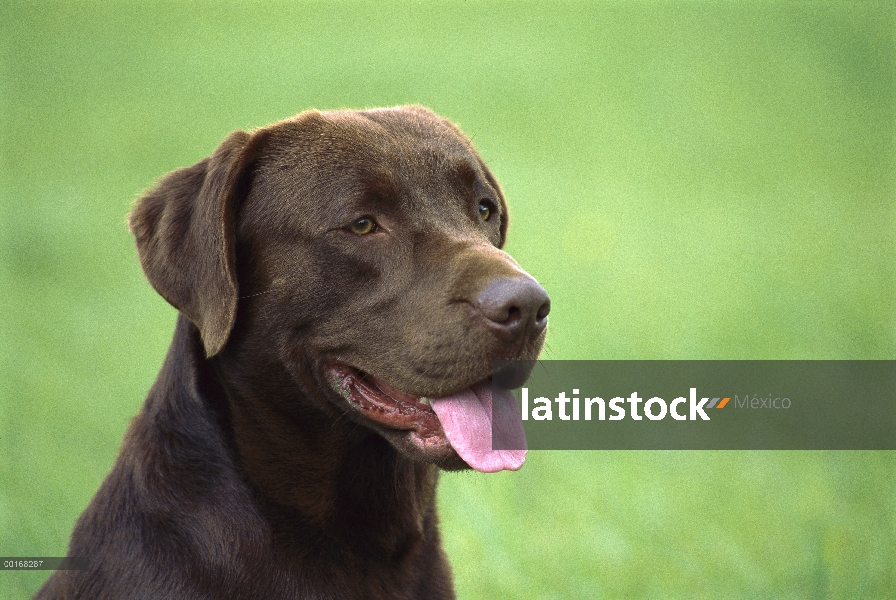 Chocolate retrato adulto de perro perdiguero de Labrador (Canis familiaris)