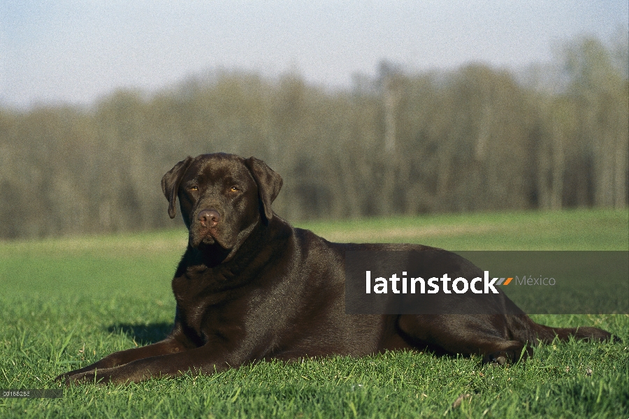 Chocolate retrato adulto de perro perdiguero de Labrador (Canis familiaris)