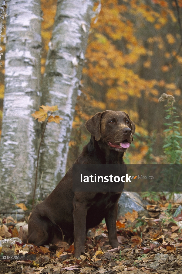 Chocolate retrato adulto de perro perdiguero de Labrador (Canis familiaris) en bosque del otoño