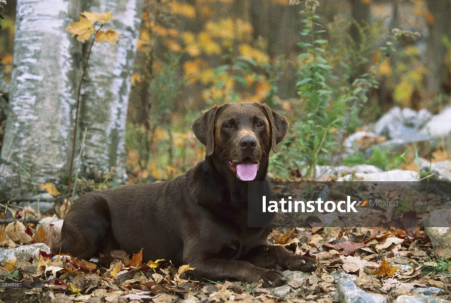 Chocolate Labrador Retriever (Canis familiaris) retrato adulto descansando en el bosque del otoño