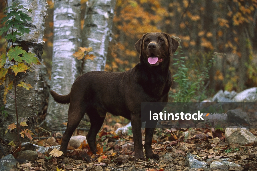 Chocolate retrato adulto de perro perdiguero de Labrador (Canis familiaris)