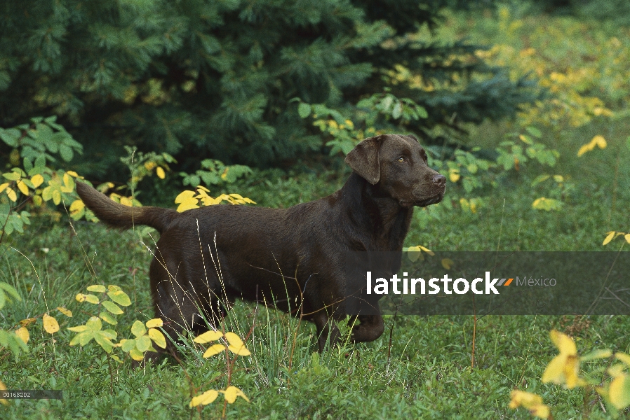 Chocolate retrato adulto de perro perdiguero de Labrador (Canis familiaris) en campo de hierba