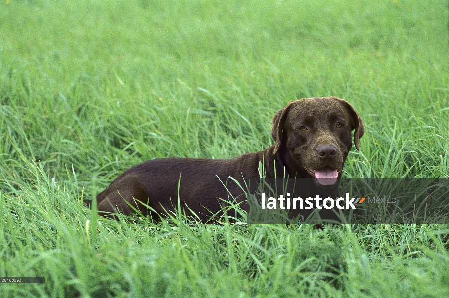 Chocolate Labrador Retriever (Canis familiaris) retrato adulto descansando en campo de hierba