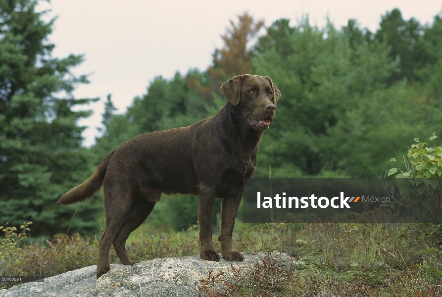 Chocolate Labrador Retriever (Canis familiaris) adultos retrato en roca