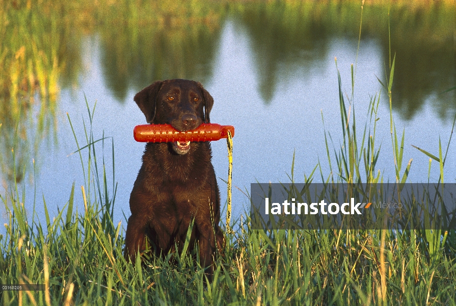 Chocolate adulto de perro perdiguero de Labrador (Canis familiaris) en la orilla del lago con maniqu