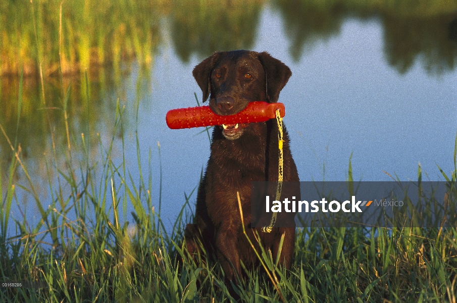 Chocolate adulto de perro perdiguero de Labrador (Canis familiaris) en la orilla del lago con maniqu