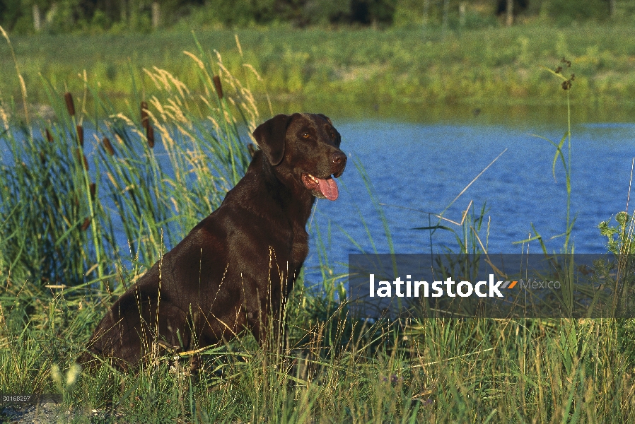 Chocolate Labrador Retriever (Canis familiaris) retrato de adultos en medio de la totora en el lago