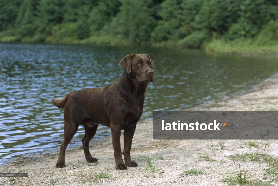 Chocolate retrato adulto perro perdiguero de Labrador (Canis familiaris) en la orilla del lago arena