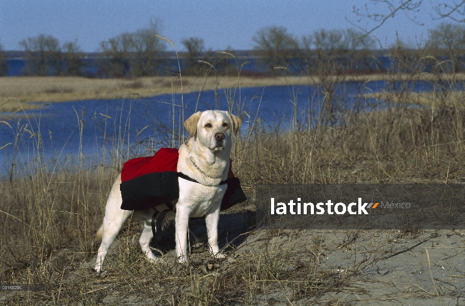 Perro perdiguero de Labrador amarillo (Canis familiaris) en alza de cerca del lago con mochila