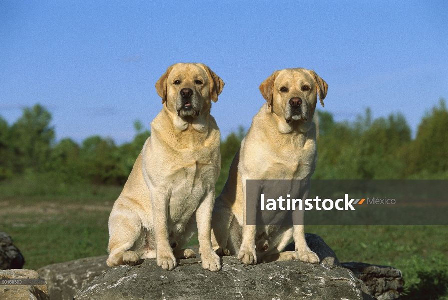 Perro perdiguero de Labrador (Canis familiaris) amarillo dos adultos sentados juntos en el exterior 