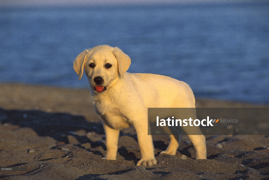 Amarillo permanente de cachorro de perro perdiguero de Labrador (Canis familiaris) en la playa