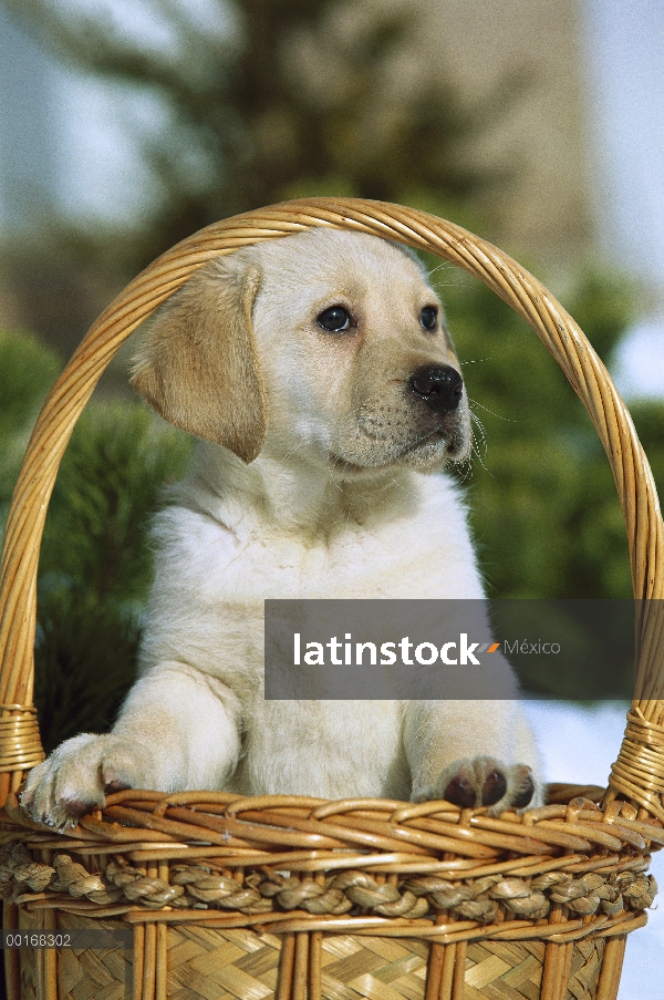 Amarillo retrato de perro perdiguero de Labrador (Canis familiaris) de un cachorro en una canasta