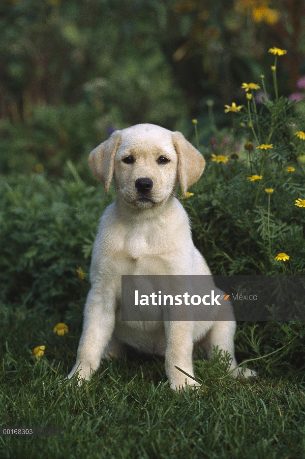 Amarillo retrato de perro perdiguero de Labrador (Canis familiaris) de un perrito sentado en el césp