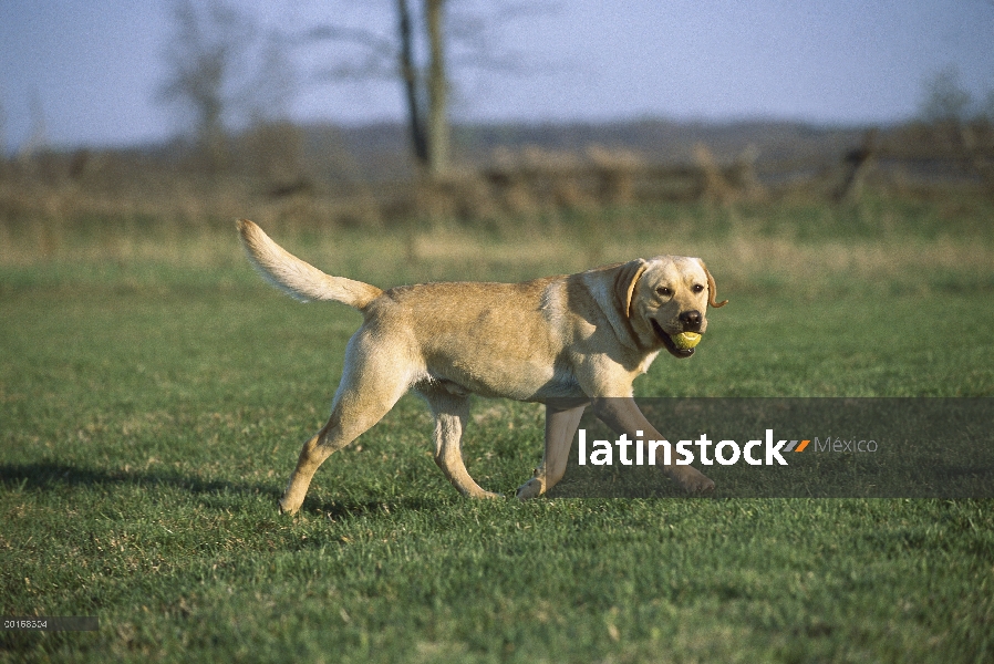 Amarillo adulto de perro perdiguero de Labrador (Canis familiaris) jugando con una pelota de tenis e