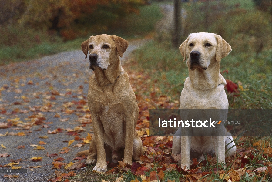 Perro perdiguero de Labrador (Canis familiaris) dos adultos sentados en camino entre hojas de otoño 