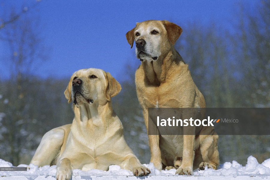 Amarillo a perro perdiguero de Labrador (Canis familiaris) dos adultos sentados juntos en la nieve