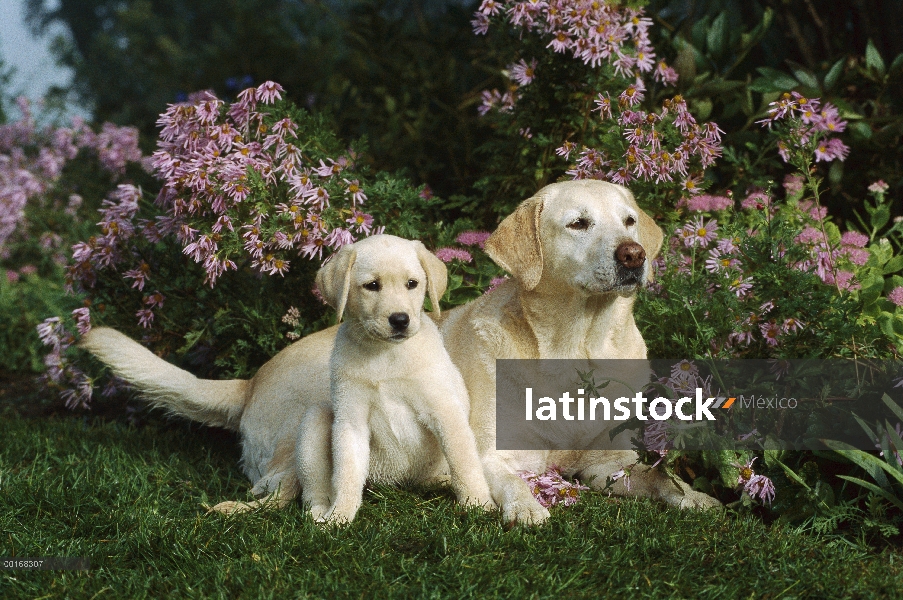 Amarillo madre perro perdiguero de Labrador (Canis familiaris) y el perrito descansando en el césped