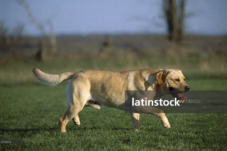 Amarillo adulto de perro perdiguero de Labrador (Canis familiaris) jugando en el Parque