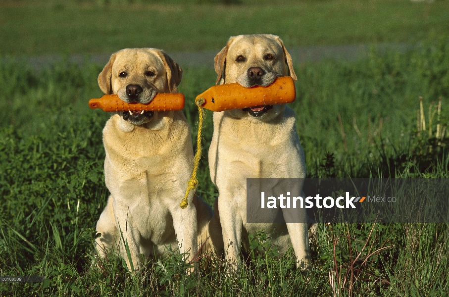 Amarillo a perro perdiguero de Labrador (Canis familiaris) dos adultos sentados codo a codo con mani