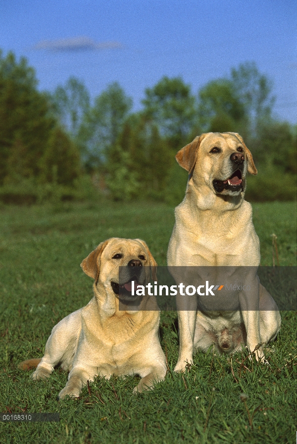 Amarillo par de perro perdiguero de Labrador (Canis familiaris) sentados juntos en el campo de hierb