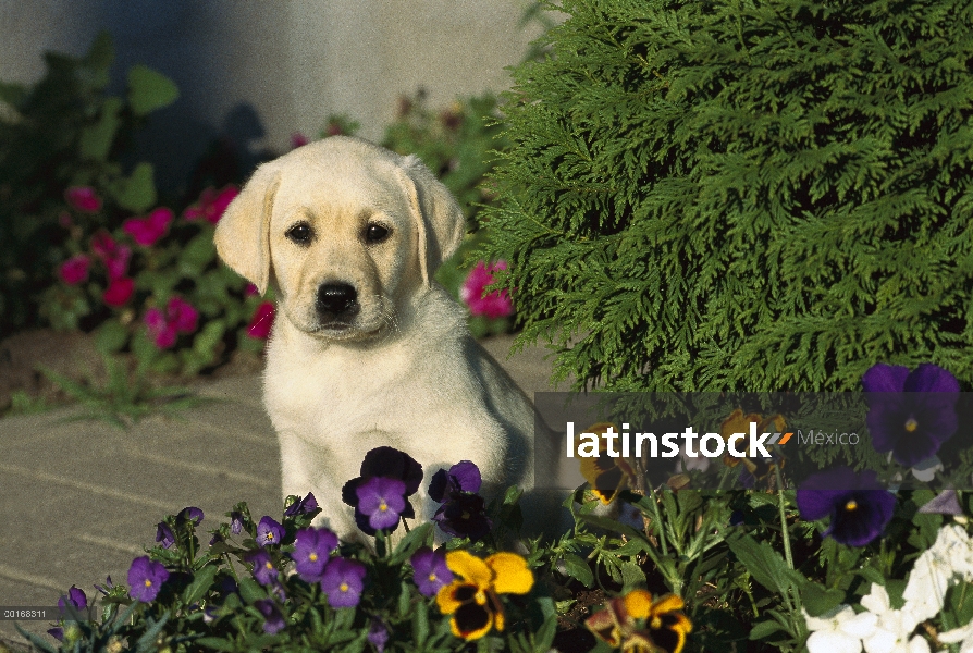 Amarillo retrato de perro perdiguero de Labrador (Canis familiaris) de cachorro sentado entre pensam