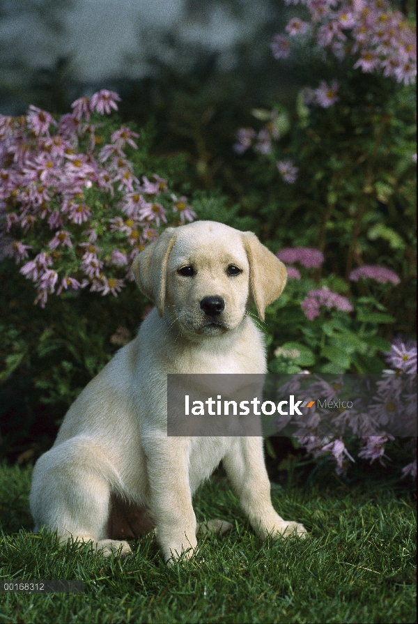 Amarillo retrato de perro perdiguero de Labrador (Canis familiaris) de cachorro sentado entre flores