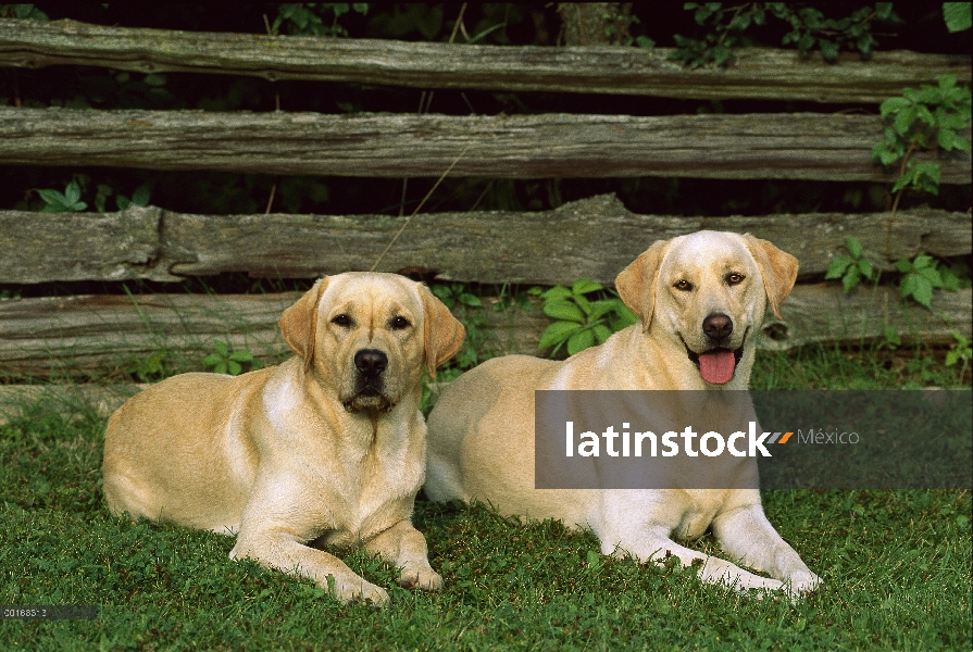 Perro perdiguero de Labrador (Canis familiaris) dos adultos poniendo lado a lado sobre la hierba de 