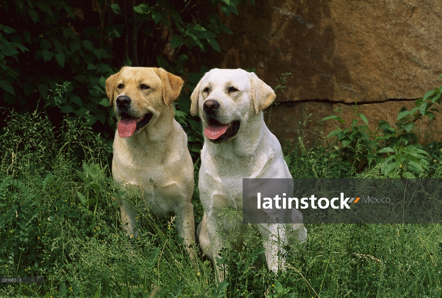 Perro perdiguero de Labrador (Canis familiaris) dos adultos sentados juntos en la hierba alta, una c