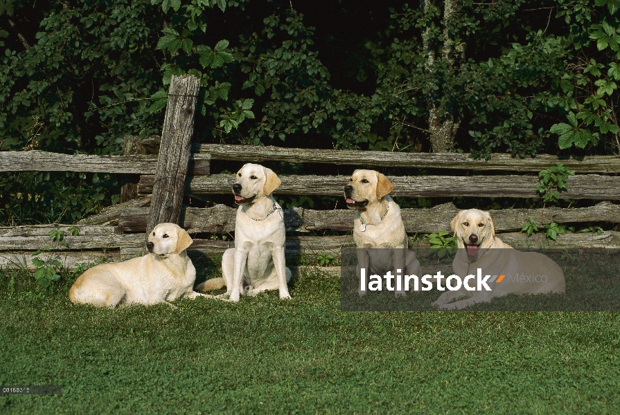 Perro perdiguero de Labrador (Canis familiaris) cuatro adultos sentados juntos a lo largo de cerca d